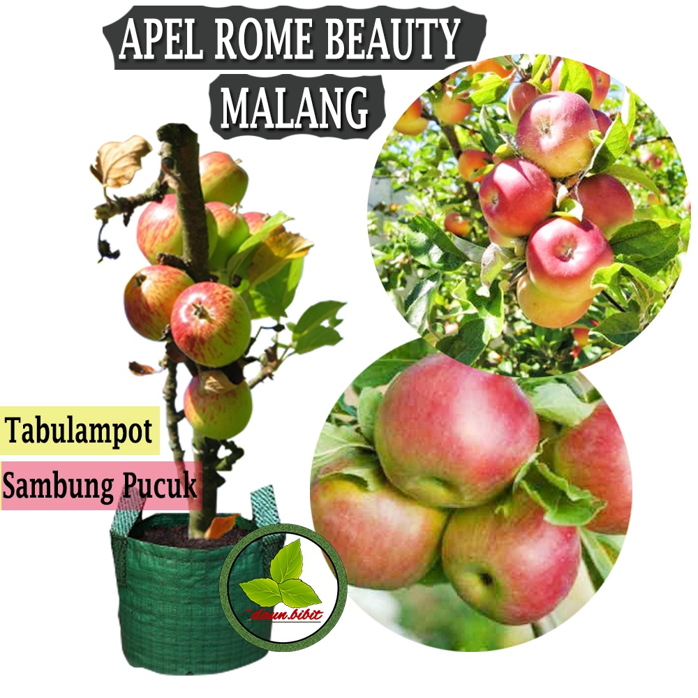 Bibit Apel Rome Beauty Malang Cangkok dan Stek