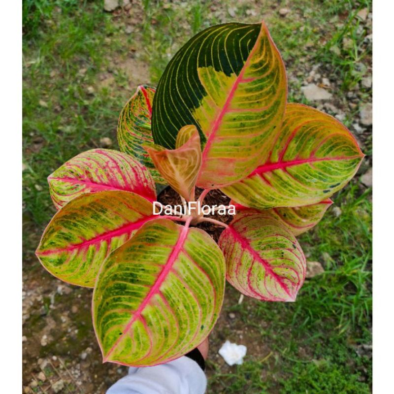 Aglonema Anakan Goliath