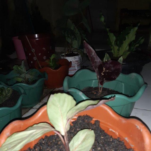 Tanaman Hias Spesial Paket Calathea - Kalatea Silverplat,gr.lipstik,ornata,makoyana