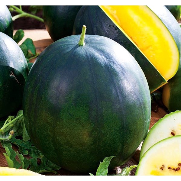 Benih-Bibit Semangka Kuning Master F1 (BISI)