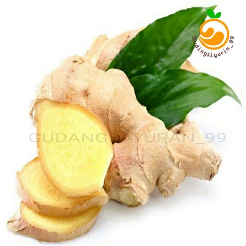 

Jahe gajah fresh 250 gram