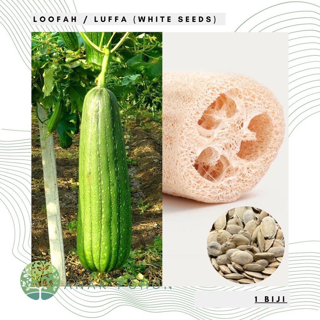 Benih Bibit Biji - Luffa / Loofah / Labu Blustru (Biji Putih) Seeds