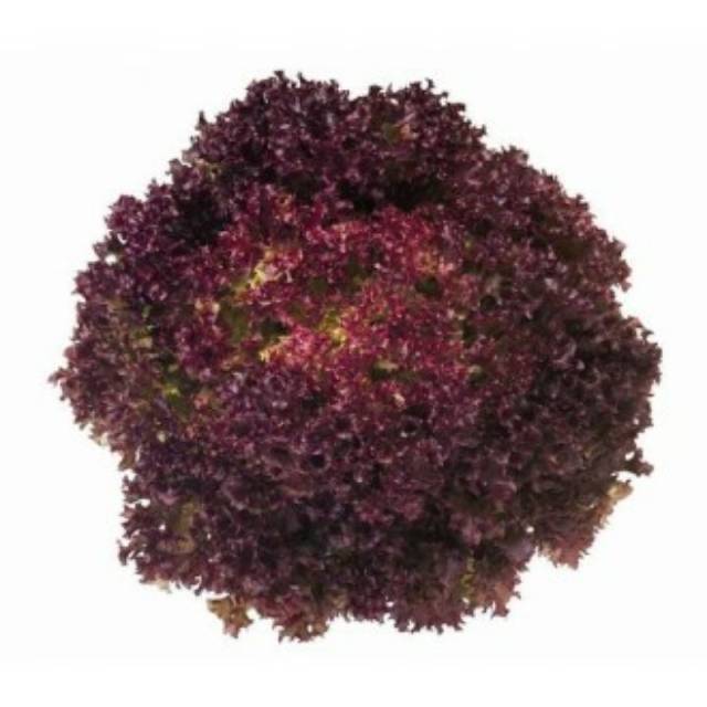 

Lolorosa Organik/Selada Merah Organik/Red Raphid Organic