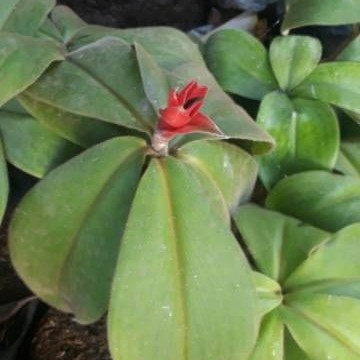 Tanaman pacing bulu bunga merah