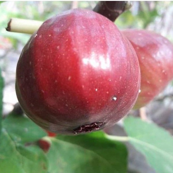 

Bibit buah tin merah jumbo Bojihong - bibit tin cangkok - bibit pohon tin