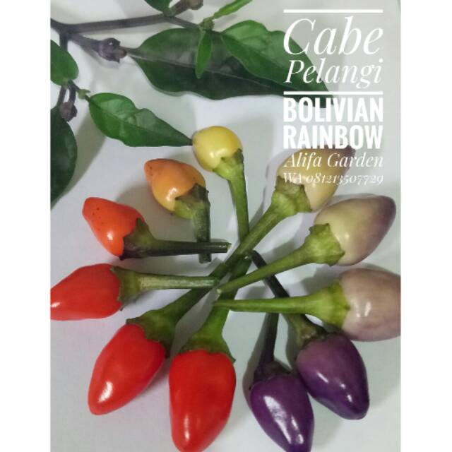 Benih Cabe Pelangi Bolivian Rainbow