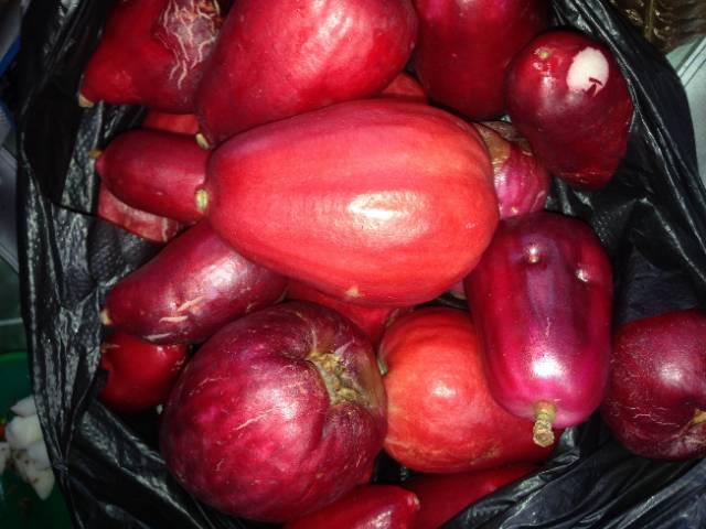 Bibit jambu jamaika