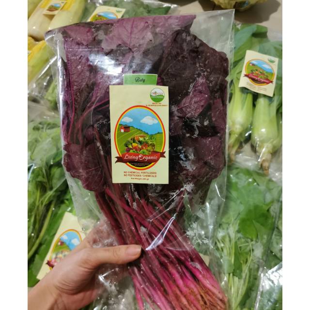 

Bayam Merah Organik || 200gr || Red Spinach Sayur Organic MPASI