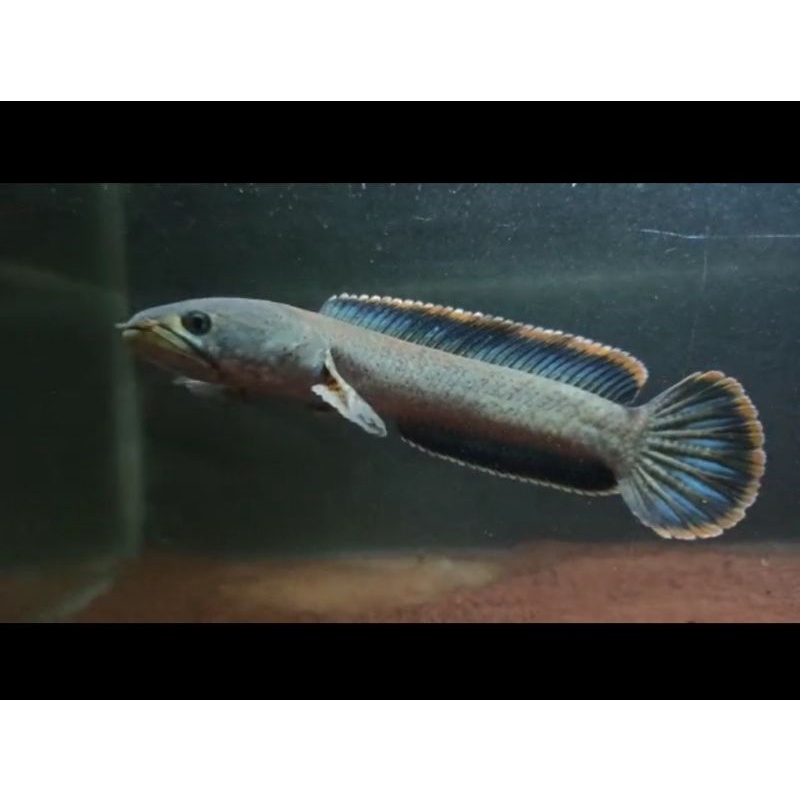 LIMBATA LAWU WC BERMENTAL