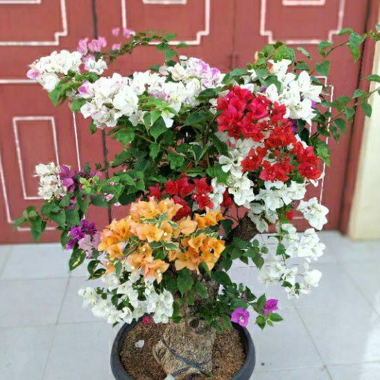 Tanaman Bunga Bougenville 4 Warna Tanaman Hias Bougenville