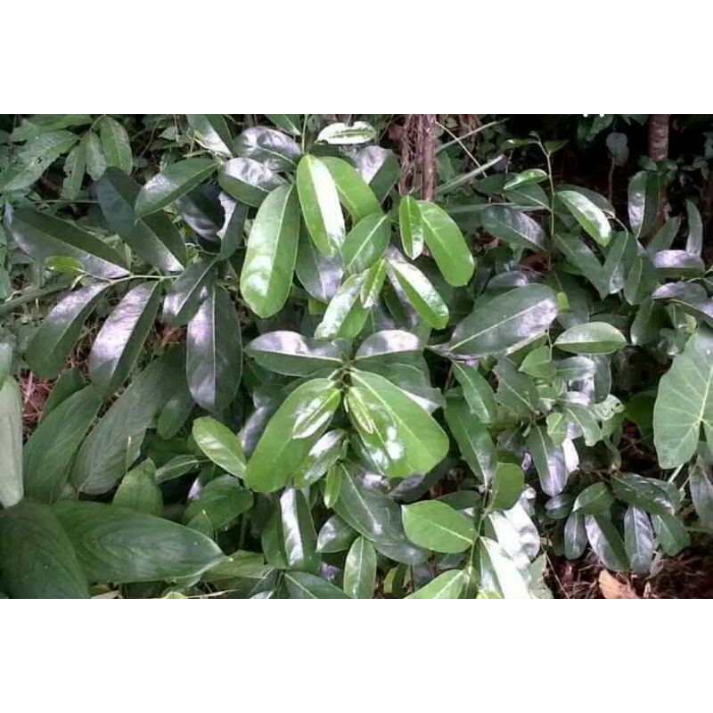 

daun sirsak 10 lembar