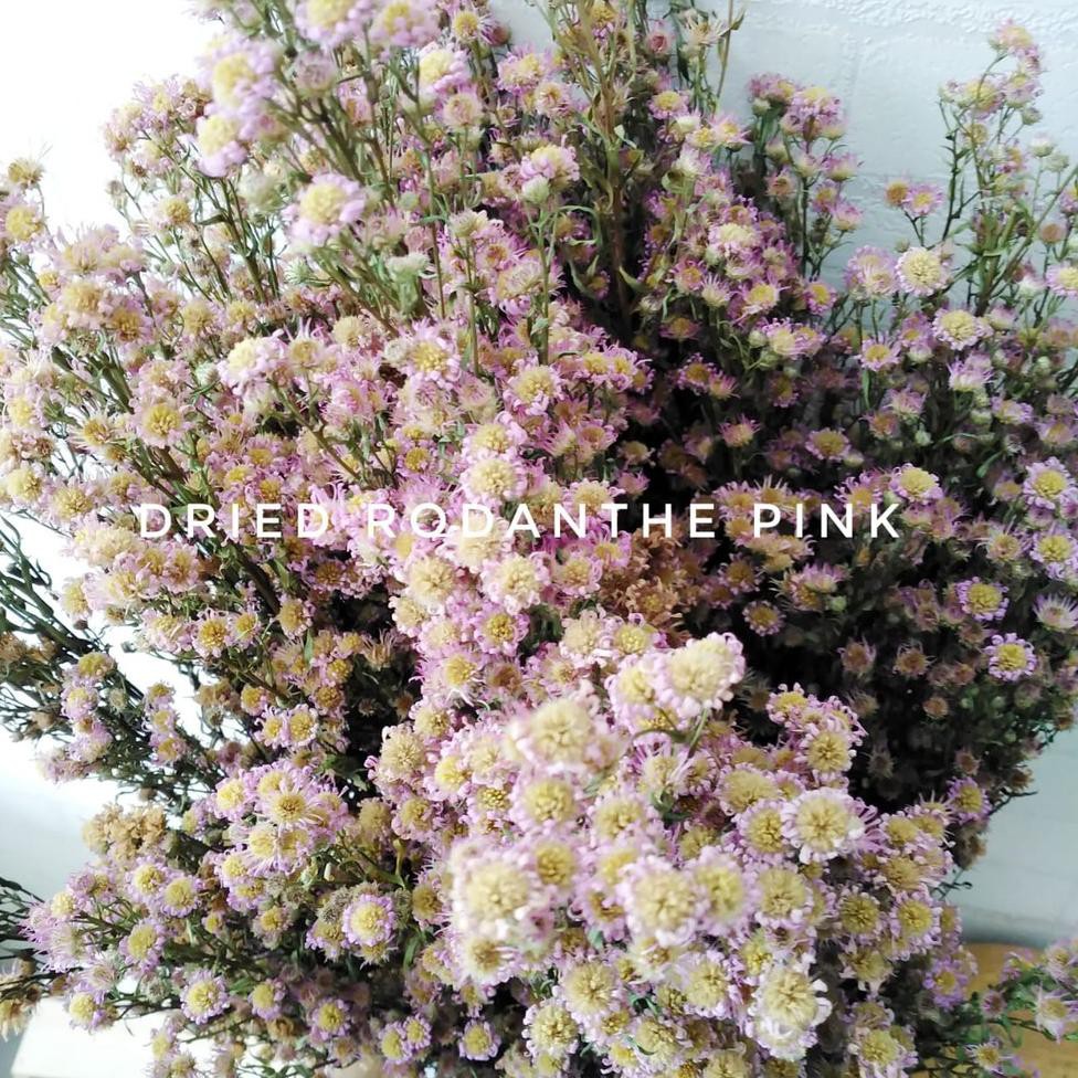 Realpct [1 Tangkai] Dried Rodanthe Rustic