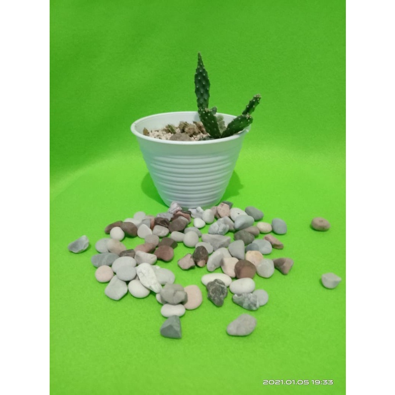 Batu Koral Panca Warna, Batu Hias Pot, Batu Hiasan 500 Gram