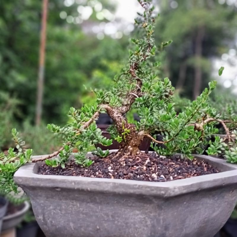 BIBIT SANTIGI DARI BIJI (TANAMAN HIDUP)