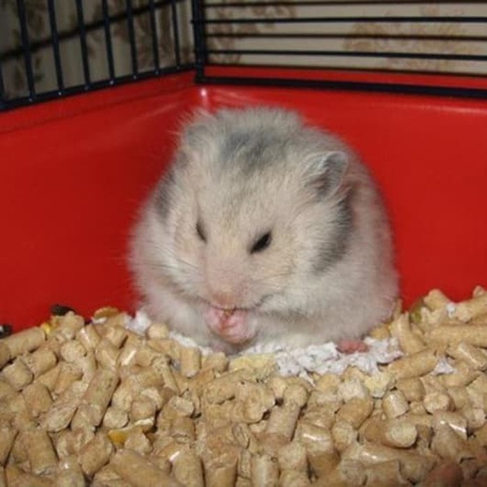 ADEWAP GLIDER Wood Pellet Alas Kandang Sugar Glider