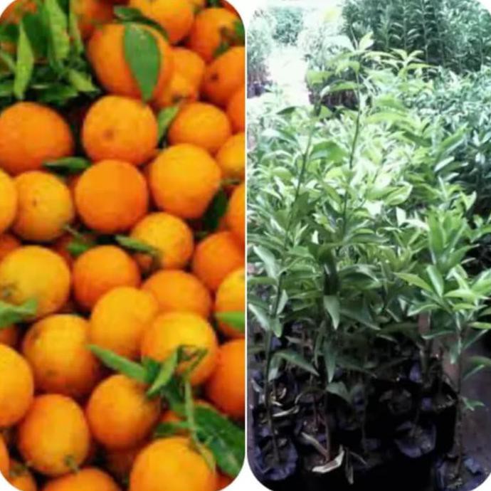 terbaru bibit jeruk santang madu dm”