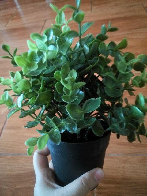 Fejka, Tanaman Tiruan Dalam Pot, Oregano, timi, Rosemary 9 Cm