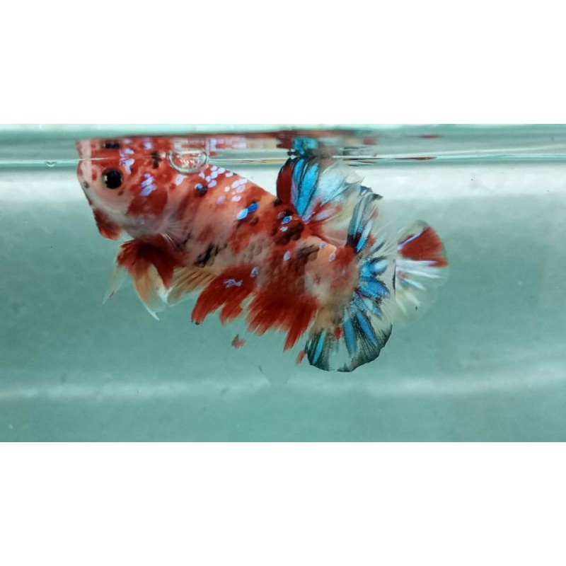 ikan cupang koi/nemo multi galaxy (reel pick)