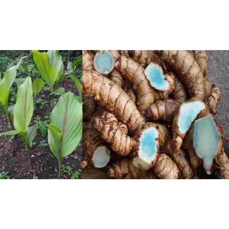 

temu hitam jamu tradisional Indonesia alami