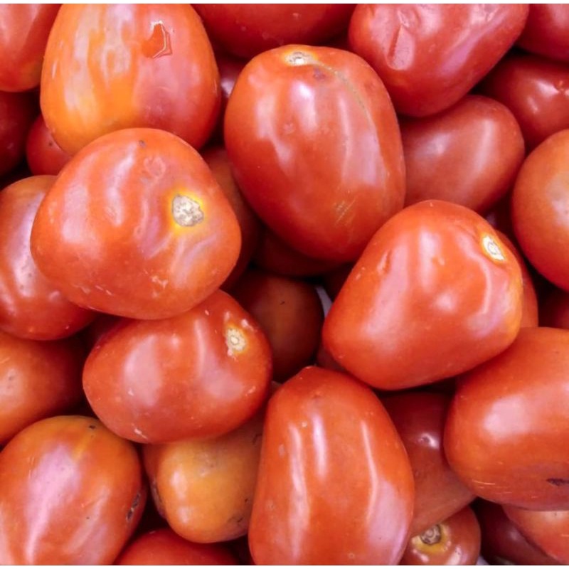 

TOMAT MERAH FRESH