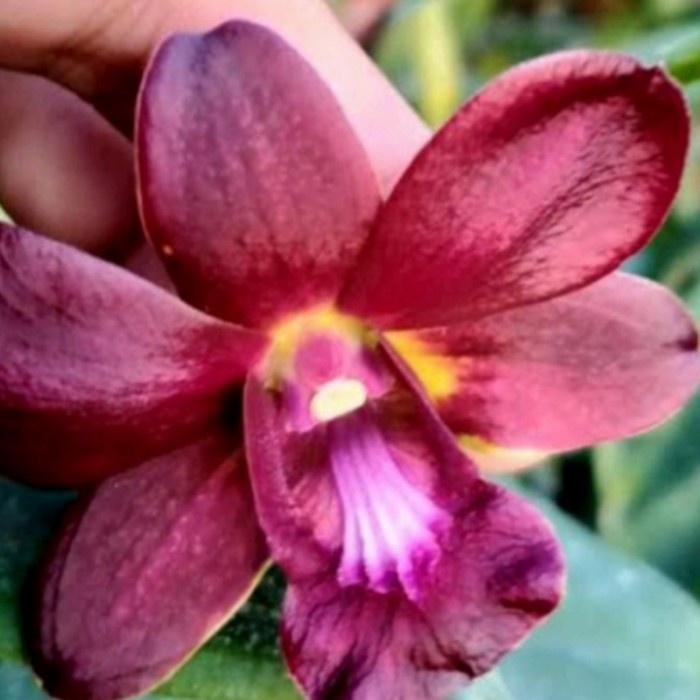 anggrek dendrobium bertachong dewasa
