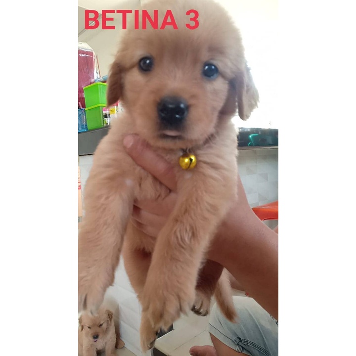 Golden Retriever Stb Vaksin Big Bone Long Hair Microchip Ready / Jual Anjing di Medan