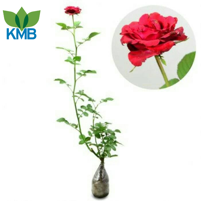 Tanaman Hias Bunga Mawar Merah - Bunga Mawar Hidup Berbunga / Bunga Mawar Merah Hidup