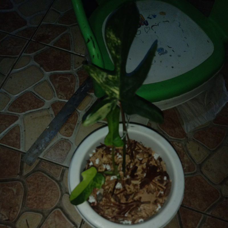 philodendron Florida beauty