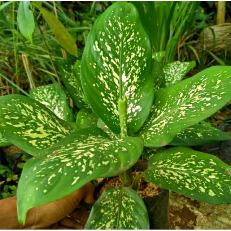 Tanaman hias dieffenbachia sri rejeki aglonema beras wutah blanceng