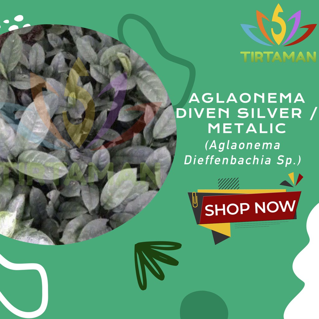 Aglonema Diven Metalik / Aglaonema Dieffenbachia Silver Curly Metalic
