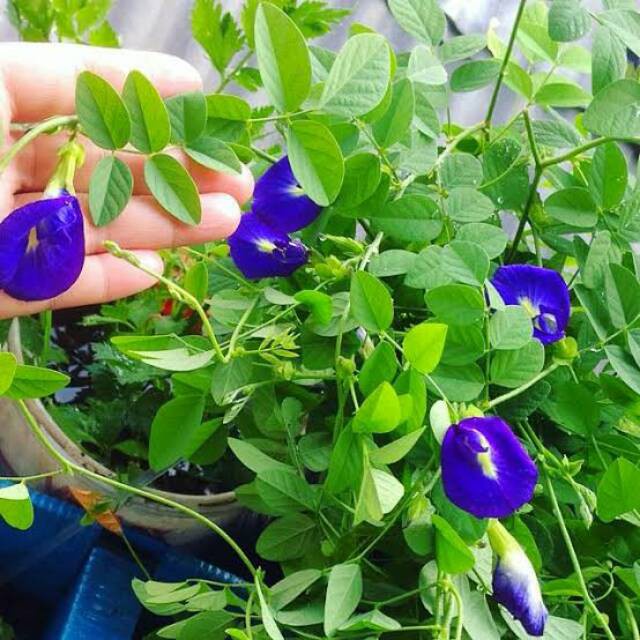 10 Bibit Bunga Telang Ungu Benih Tanaman Bunga Telang Non Tumpuk Mudah Tumbuh Unggul Berkualitas