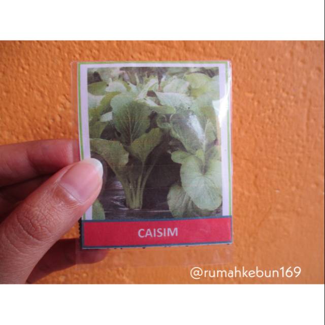 Benih/Bibit Caisim