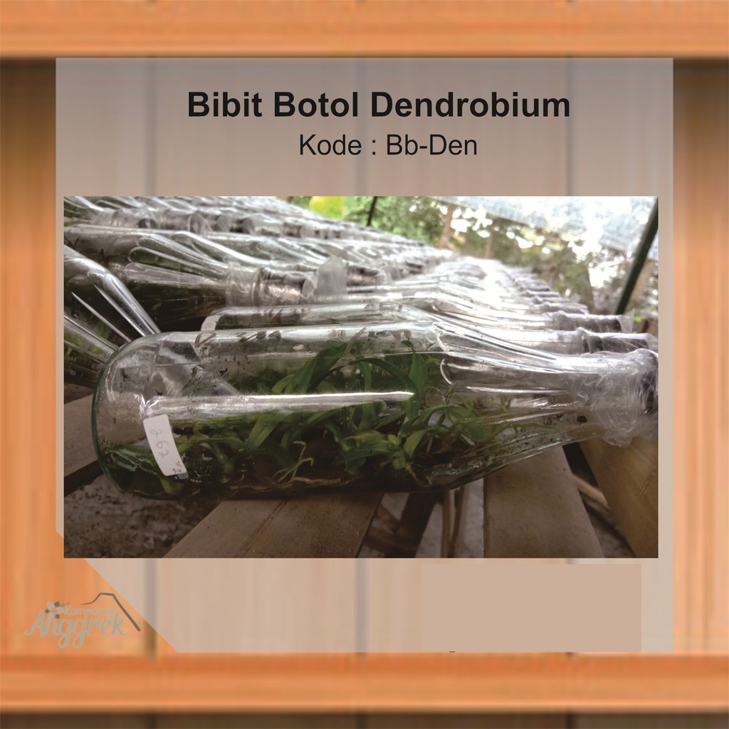 Bibit Botol Anggrek Dendrobium