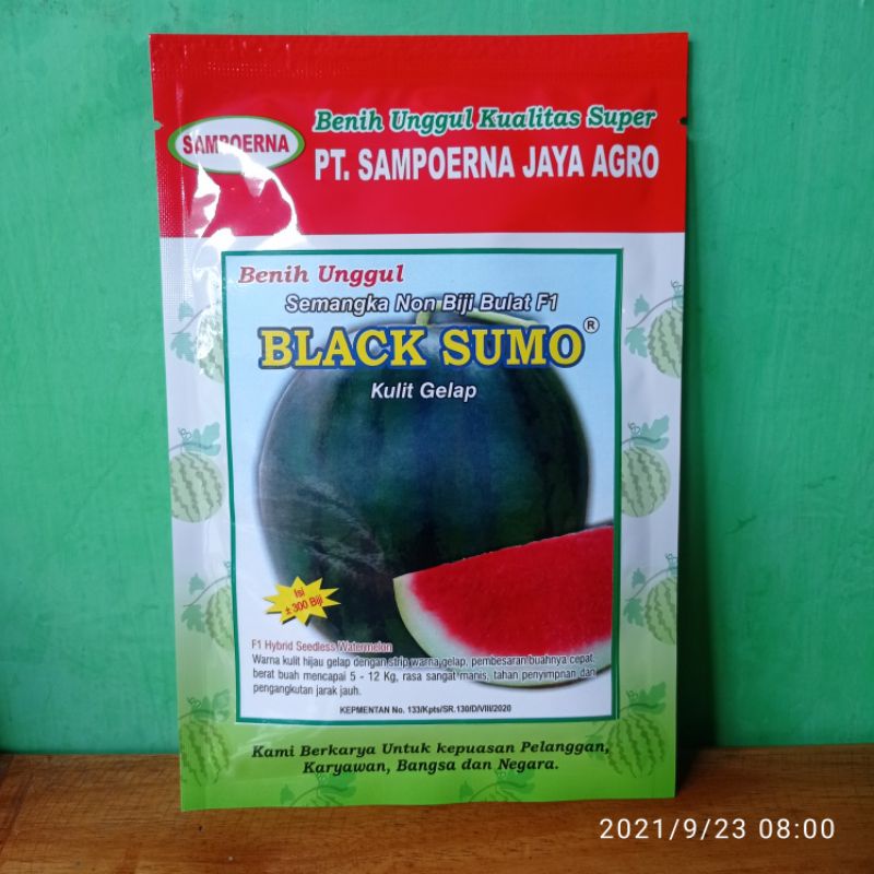 Benih semangka non biji