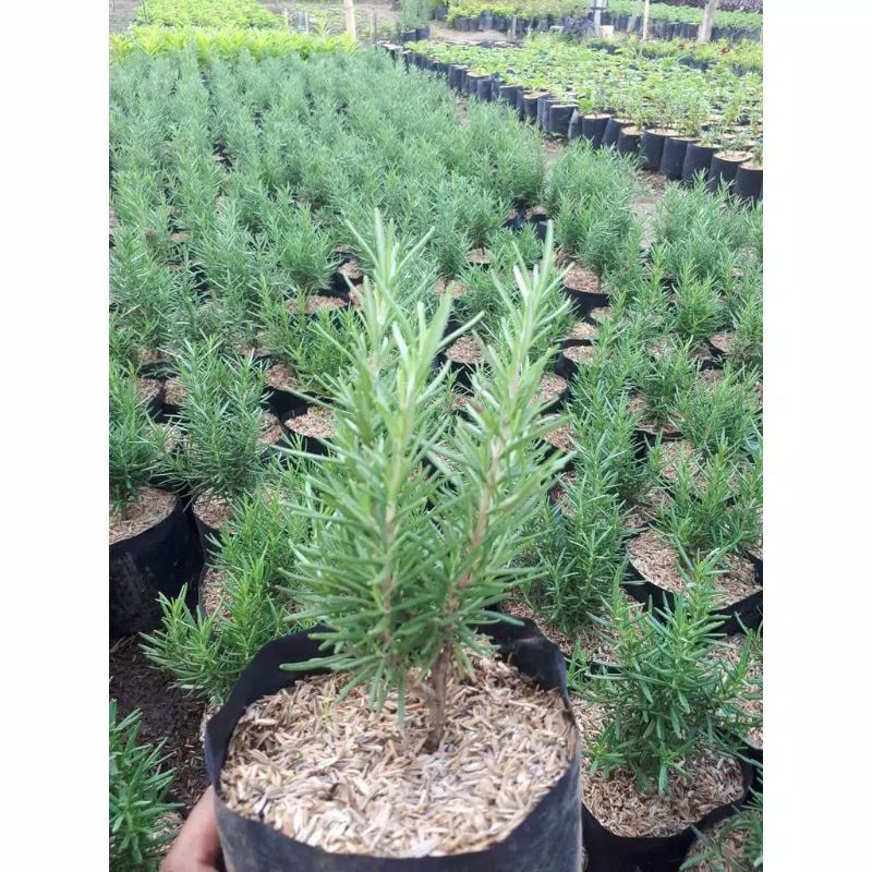 Tanaman Rosemary Pengusir Nyamuk / Tanaman Rosemary / Tanaman Herbal Rosemary