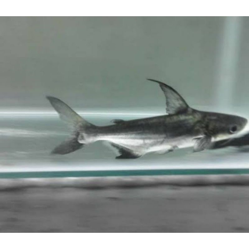 HARBOLNAS 12.12 Genghis Khan ( Hiu air tawar ) size 9-10 cm