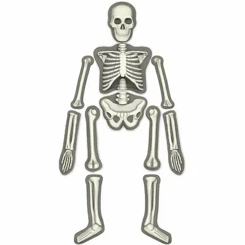 4M Glow Human Skeleton / 00-03375/Bydesign