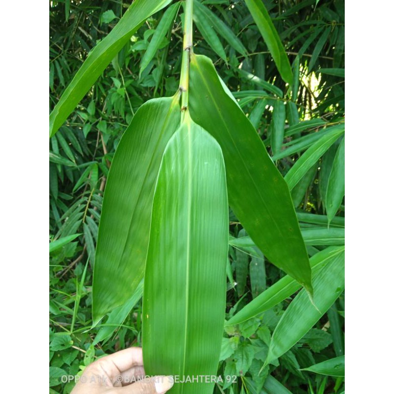 

daun bacang daun kicang bakcang buat bungkus/50 lembar /daun