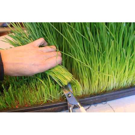 Benih Bibit Rumput Gantung Wheatgrass 60 Benih Dua Ribuan PG KDR