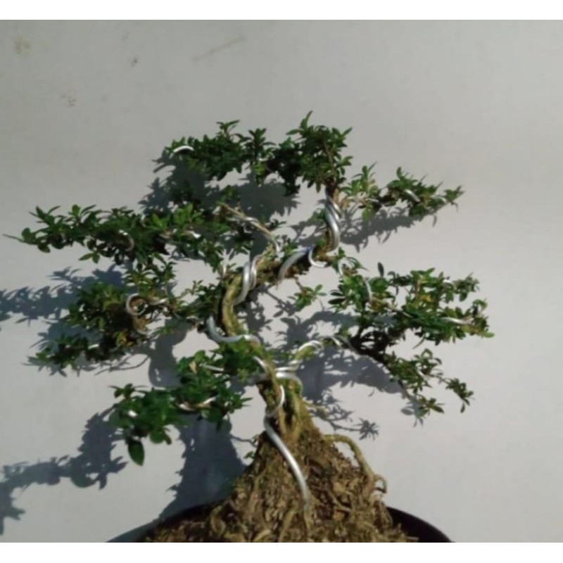 bonsai seribu bintang tanaman hias pohon bonsai seribu bintang