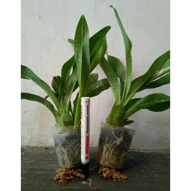 Anggrek Grammatophyllum Remaja