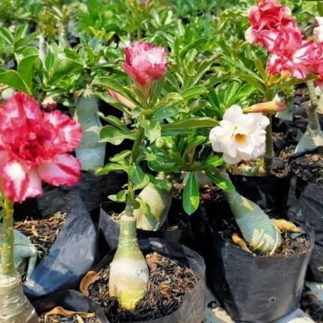 Adenium bunga tumpuk - bunga warna merah