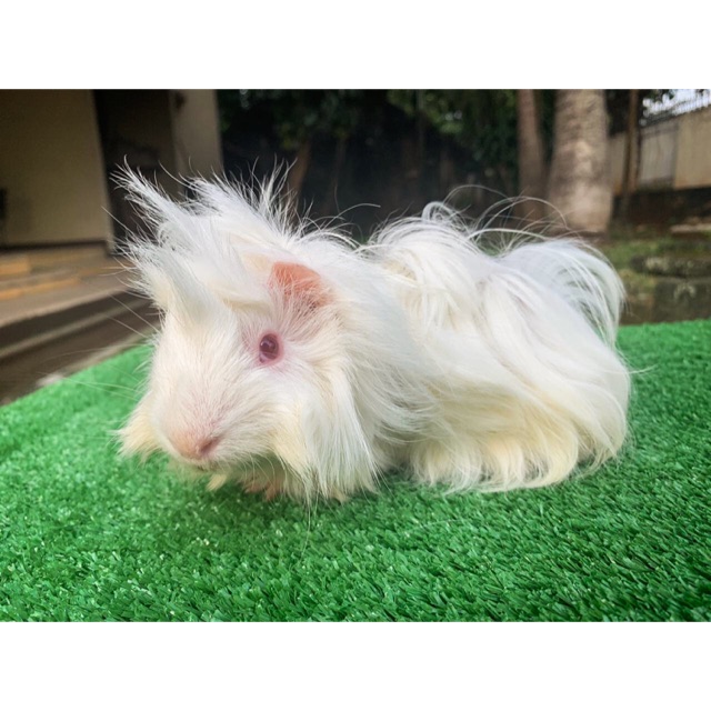 Guinea Pig Marmut Hias Peruvian