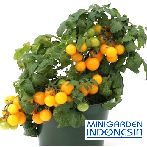 1 Benih Tomat golden Yellow Cherry F1 fothergills bibit sayur Sayuran buah cerry chery ceri kuning