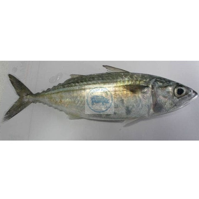 

Ikan Kembung Segar - Fresh Long Jawed Mackarel Fish