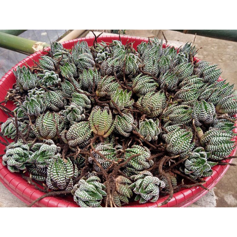 Sekulen haworthia perkutut + freepot