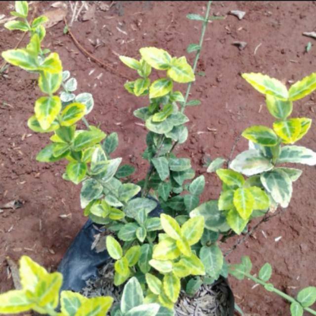 Tanaman hias gantung pot-dolar varigata-dolar mini