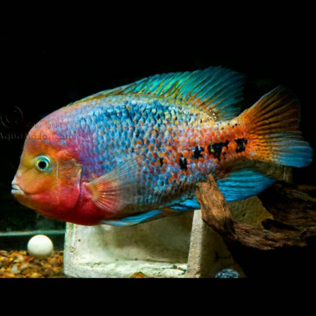 Vieja Melanura Quetzal Redhead Firehead Cichlid