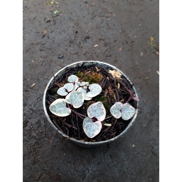 tanaman hias string of heart variegata (pot 10cm)