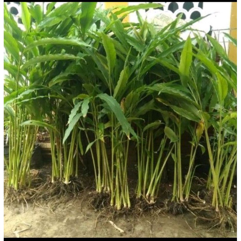 bibit kapulogo organik..